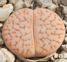 100 Seeds Lithops Pseudotruncatella C357 Plants Seeds Garden USA Shipping - £6.70 GBP