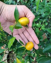 Nagami Kumquat Tree Fruit Tree Live Plant Rare Garden Plant Easy Grow EBLY - £160.35 GBP