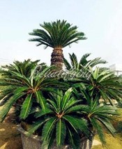 Worldwide Shipping 10/50Pcs Sago Cycas Seeds - £22.50 GBP