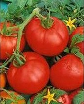 Tomato, Ace 55 Tomato Seeds, 100 Seed Pack ,Organic, NON-GMO, Usa Product. Packe - £1.76 GBP