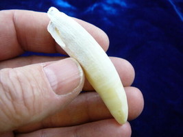 (G375-2) 2-5/8&quot; GATOR Alligator Aligator Tooth TEETH for jewelry loose FL gators - $49.54