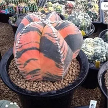 Exotic Japanese Bonsai Cactus Succulents Plants 100 Pcs Seeds (Color: 17) - £15.97 GBP