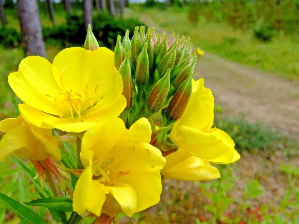 BPASTORE 501 Common Evening Primrose Flower Seeds Annual Buy Seeds Online - £7.42 GBP