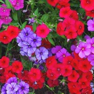 Annual Phlox 200 Seeds Free Shipping - $4.00