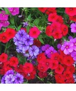 Annual Phlox 200 Seeds Free Shipping - $5.44 CAD