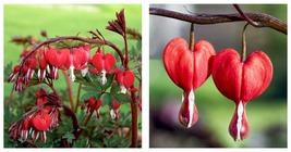 Red Bleeding Heart Seeds Flowers Bloom Shade Flower Garden 50 Seeds - £33.27 GBP