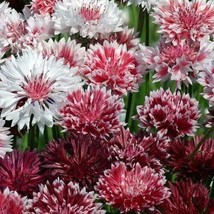 US Seller 50 Classic Romance Bachelor&#39;s Button Seeds Annual - $10.18