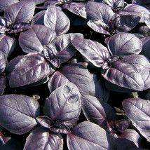 240 Seeds Basil Red Rubin Herb Basil New Fast Shipping - $4.06