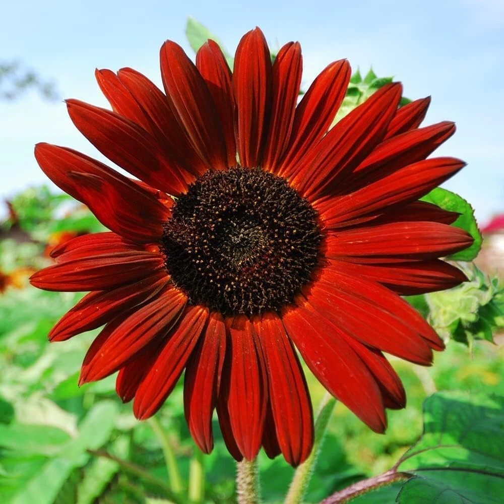 250+ Mixed Sunflower Seeds for Planting (15+ Varieties, Crazy Mixture) - $6.53