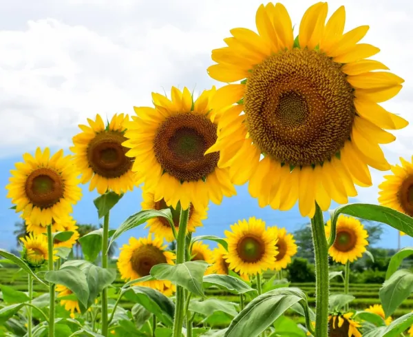 Mammoth Sunflower Seeds For Planting 100+ Seeds Grow Amazing Giant Sunflower Usa - £11.12 GBP