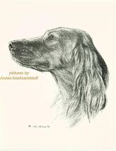 #29 IRISH SETTER  portrait *  dog art print * Pen and ink drawing * Jan ... - $12.50