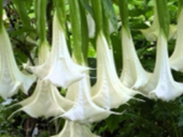 White Brugmansia angel Trumpet Live Plant 4-8 inches tall, shipped in pot  - £21.58 GBP