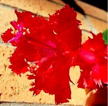 100Pcs Schlumbergera Flores Christmas Cactus Plant Seeds Fresh Seeds - $5.92