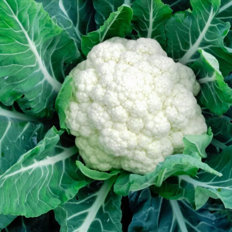 SKMO Cauliflower 15 Vegetable Seeds -  - $1.93