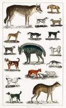 12949.Room Decor Poster.Home Wall art.1774 vintage animal illustration.Wolf dogs - £12.94 GBP+