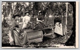 Otsego County Hop Pickers Women Labor NY State Historical Assoc Postcard C39 - £11.75 GBP