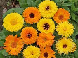 SHIP FROM US 140 Calendula Pacific Beauty Mix Seeds, ZG09 - £12.71 GBP