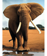 5D Diamond Painting Kits Elephant by Number Kits for Adult, Paint with D... - £10.84 GBP