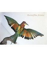 European Bee-Eater Real Bird Taxidermy Stuffed Hunting Trophy Scientific... - $6,970.57 MXN