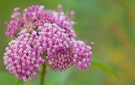 Swamp Milkweed Seeds, Asclepias Incarnata, Rose Milkweed, Easy Grow, FREE SHIP - $1.97+