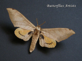 Real African Moth Pseudoclanis Occidentalis Framed Entomology Shadowbox - £39.30 GBP