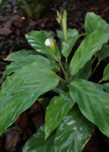 FRESH 25 Micans Calathea Seeds - £7.24 GBP