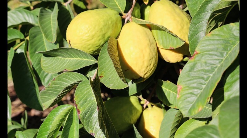 PSA 50 Beaumont Guava Seeds Easy Grow - $12.76