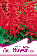 30 Pack Salvia Red Rocket Hot Jazz Salvia Splendens Garden USA Shipping - £6.55 GBP