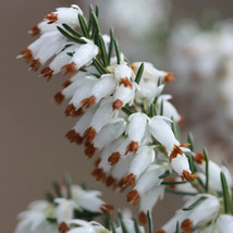25 white brown bleeding heart seeds dicentra spectabilis shade flower garden thumb200