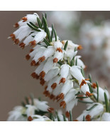 25 White Brown Bleeding Heart Seeds Dicentra Spectabilis Shade Flower Ga... - $16.31 CAD