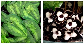 Ling Ling Ginger - Asarum splendens - Wildflower - 2.5&quot; Pot - £26.32 GBP