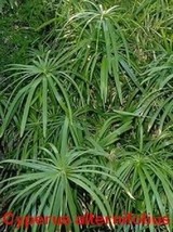 50 Umbrella Plant Cyperus Alternifolius Papyrus Grass Umbrella Palm Flow... - $150.16 MXN