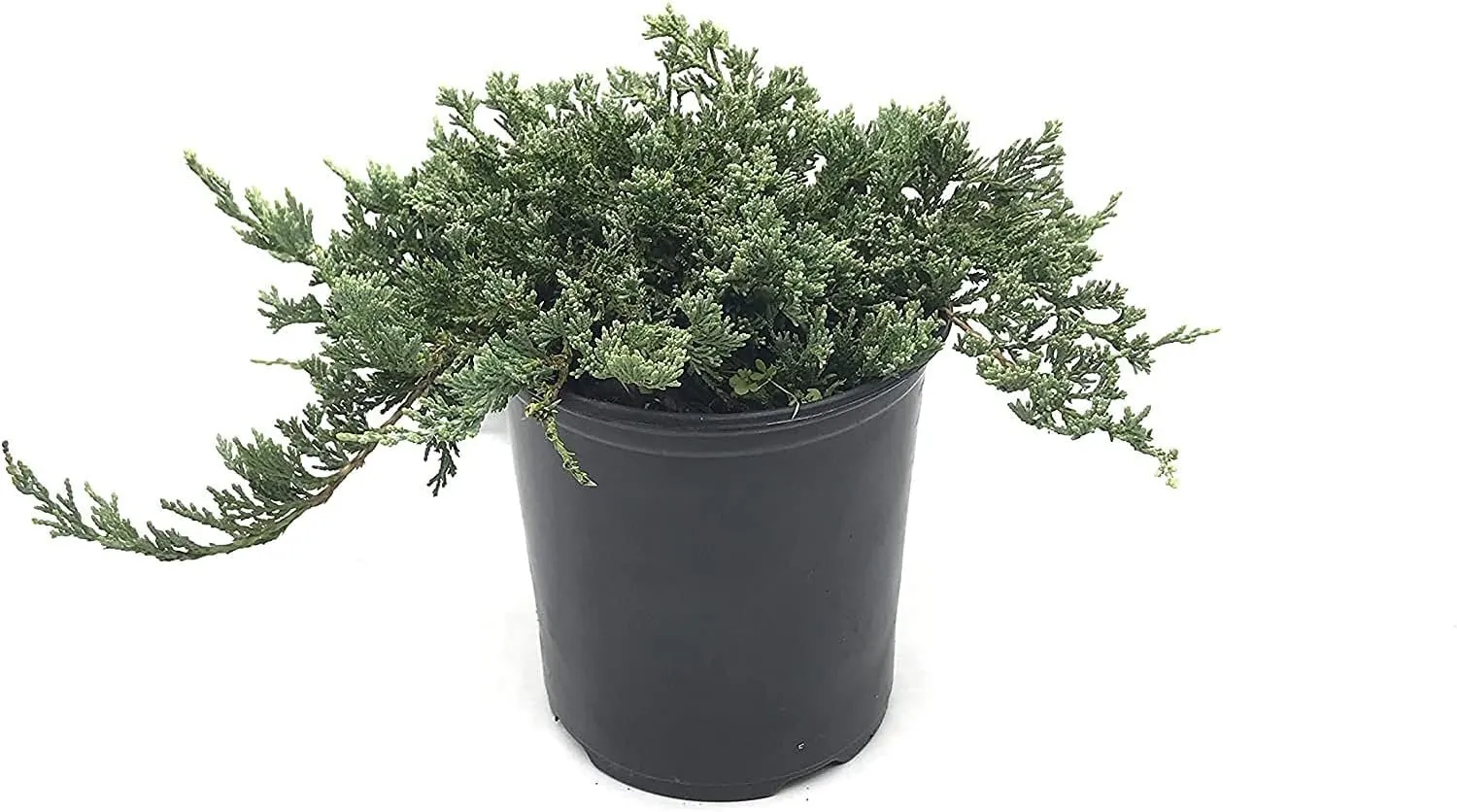 Blue Rug Juniper Live Plants Juniperus Horizontalis - £51.07 GBP