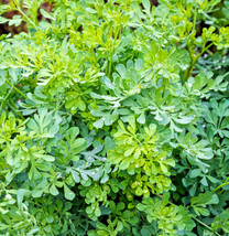 HGBO 100 Seeds Common Rue Medicinal Herb Seeds Garden Rue Ruta Graveolens Shipp  - £6.55 GBP