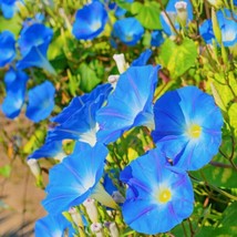 Morning Glory Heavenly Blue Seeds 30+ Flower US UNTREATED ANNUAL - £1.53 GBP