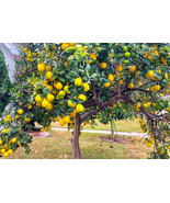40+ Meyer Lemon Seeds Organic Citrus Fruit Seeds FREE SHIPPING #55 - $7.95