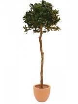 EUROPALMS Lorbeerkugelbaum,Artifical Plant,180cm - £89.02 GBP