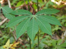 Manihot Esculenta Cassava Aka Yuca Or Tapioca Seeds Garden Fresh USA Shipping - £11.07 GBP