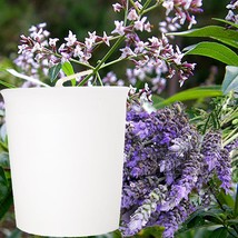 Lavender &amp; Lemon Verbena Scented Eco Soy Wax Votive Candles, Hand Poured - £18.03 GBP+