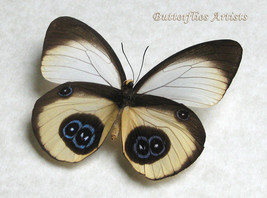 Taenaris Bioculatus Female Real Owl Butterfly Framed Entomology Shadowbox - $69.99