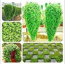 PWO Fresh Dichondra Bonsai Emerald Falls Multi Leafed Grass Bonsai Green Perenni - $3.44