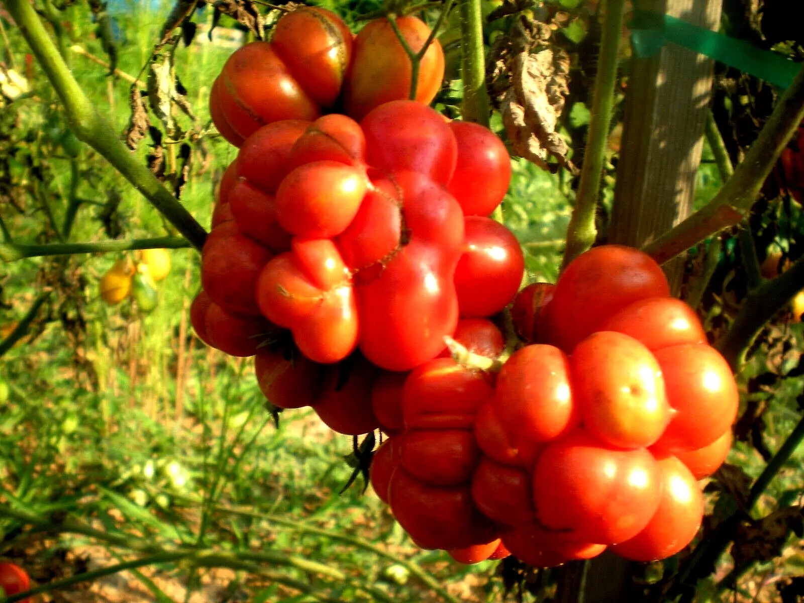 Traveler&#39;s Tomato Seeds  - $10.62