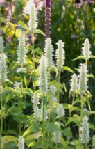 10 Pc Seeds Agastache Rugosa Alba Plant, Agastache Seeds for Planting | RK - $25.20