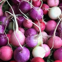 Easter Egg Radish Seeds Organic US Fast Shipping - $1.98