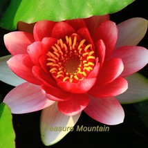 1 Professional Pack, 1 seeds / pack, &#39;Bride&#39; Red Lotus Flower Water Lily Flower  - £2.44 GBP