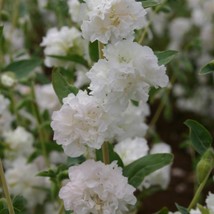 100 Elegant Clarkia White Flower Seeds Mountain Garland Fresh Seeds From US - $14.25