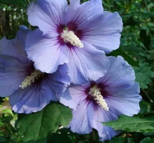 20 Blue Pink Purple Hibiscus Seeds Perennial Flowers Garden - $9.98