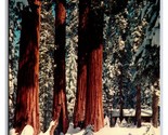 Giant Forest Village Winter Sequoia National Park CA UNP Chrome Postcard Z3 - $3.36