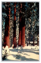 Giant Forest Village Winter Sequoia National Park CA UNP Chrome Postcard Z3 - £2.62 GBP