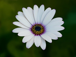 40 Seeds White African Daisy Annual Flower  - $16.65